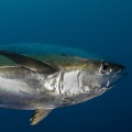 How many yellowtail tuna can you keep?
