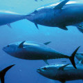 How many bluefin tuna can you keep?