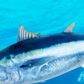 Where does the best bluefin tuna come from?