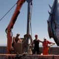 How many giant bluefin tuna can you catch per day?