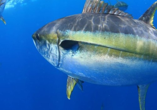 Which tuna has less mercury albacore or yellowfin?
