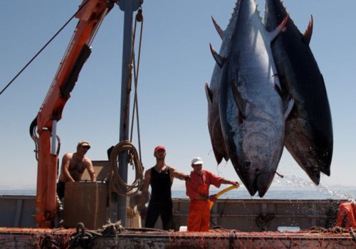 How many big tuna can you catch a day?