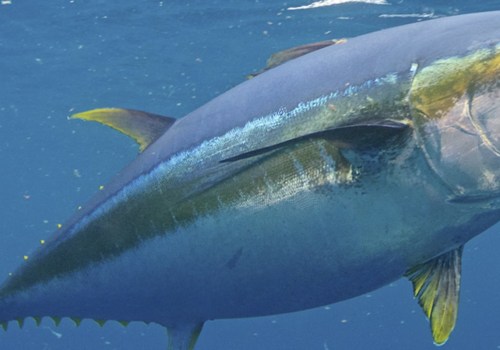 How many yellowfin tuna can you catch a day?