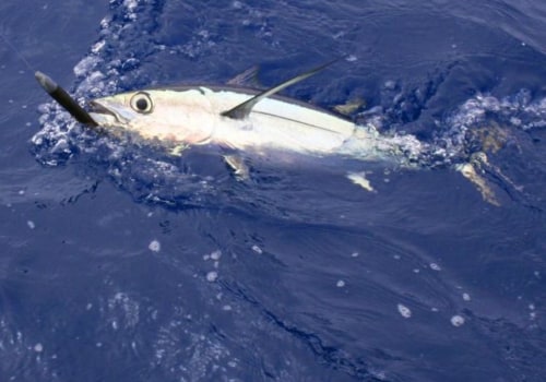 Which has less mercury tuna or albacore?