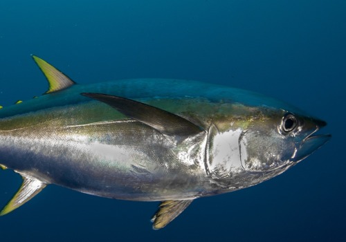 How many tuna can you catch in a year?