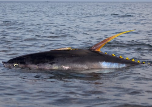 How many yellowfin tuna can you keep per person?