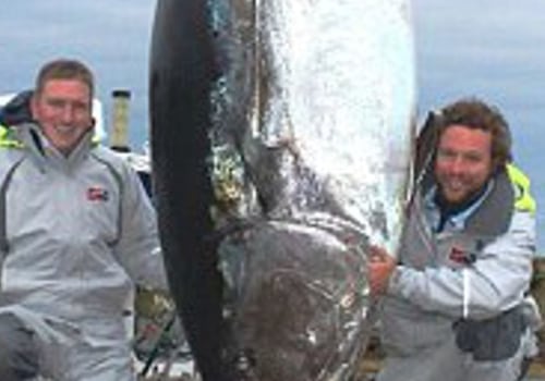 How much is a 1000 pound bluefin tuna worth?